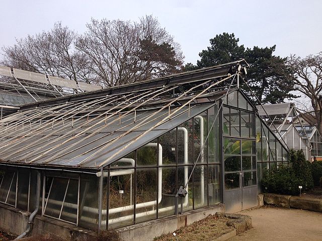 The old greenhouse