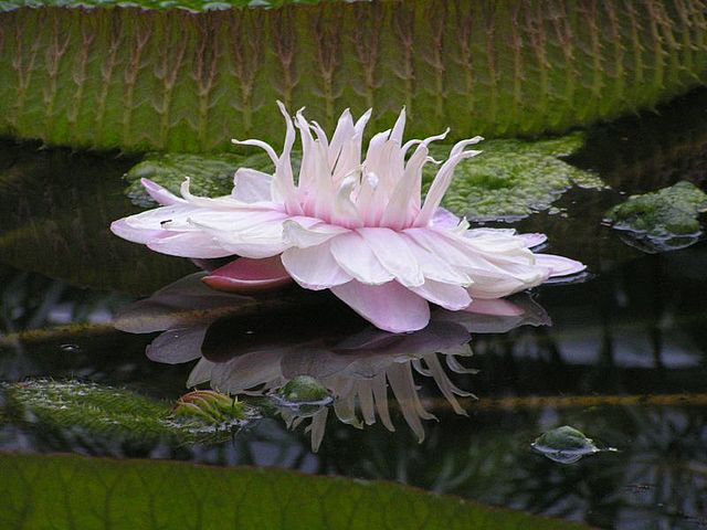 Close-up of Victoria water lily