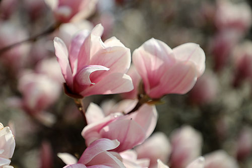 Blossoming magnolia in the Botanical Garden