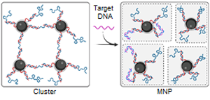 Target DNA