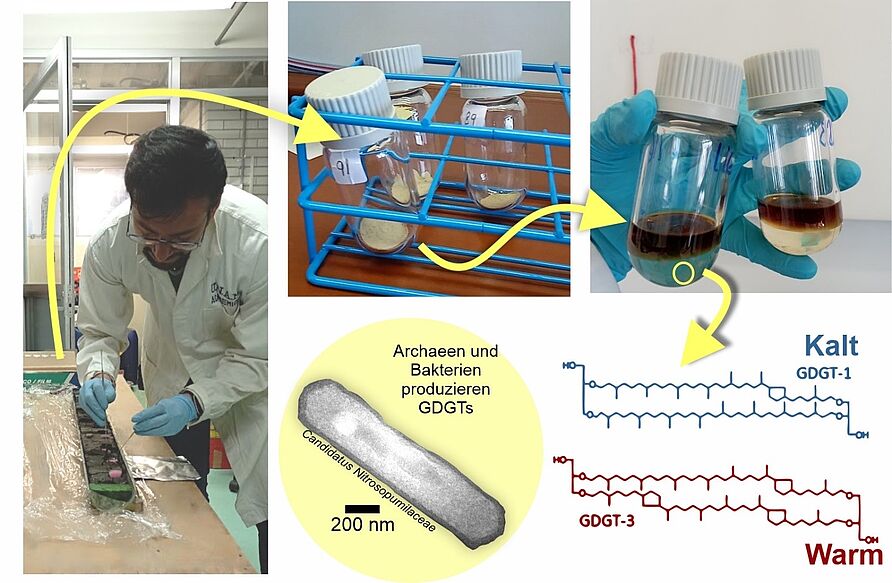 Extraktion von Glycerol Dialkyl Glycerol Tetraether (GDGTs) im Labor aus Sedimentkernproben, einschließlich Trocknung und Lipidextraktion. Zwei Beispiele von GDGTs sind dargestellt. Die Art des Moleküls zeigt an, ob die Temperatur wärmer oder kühler war. Beispiel für eine Archaeenart, die GDGTs produzieren kann: Candidatus Nitrosopumilaceae aus dem Phylum Thaumarchaeota. 