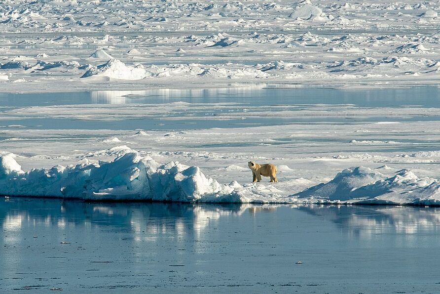 Ein neugieriger Eisbär. Wegen der fehlenden Nachtstunden im Polarsommer ist es sehr schwierig, die Zeit zu bestimmen, in der das Foto aufgenommen wurde. Hier war es ca. 21 Uhr. 