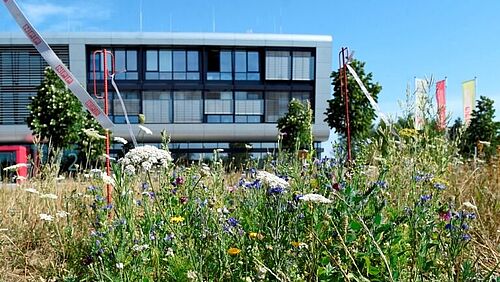 NFF-Blumenweise als Ort der Begegnung