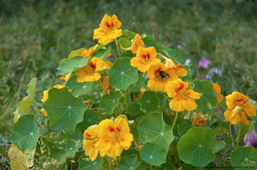 Tropaeolum majus