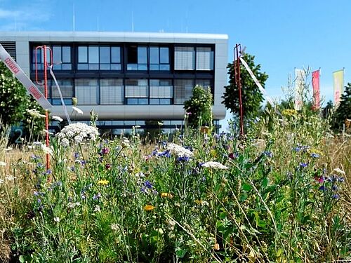 Blick von der NFF-Blumenwiese auf das NFF-Gebäude