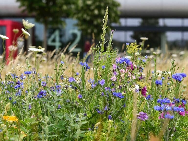 Blick von der NFF-Blumenwiese auf das NFF-Gebäude