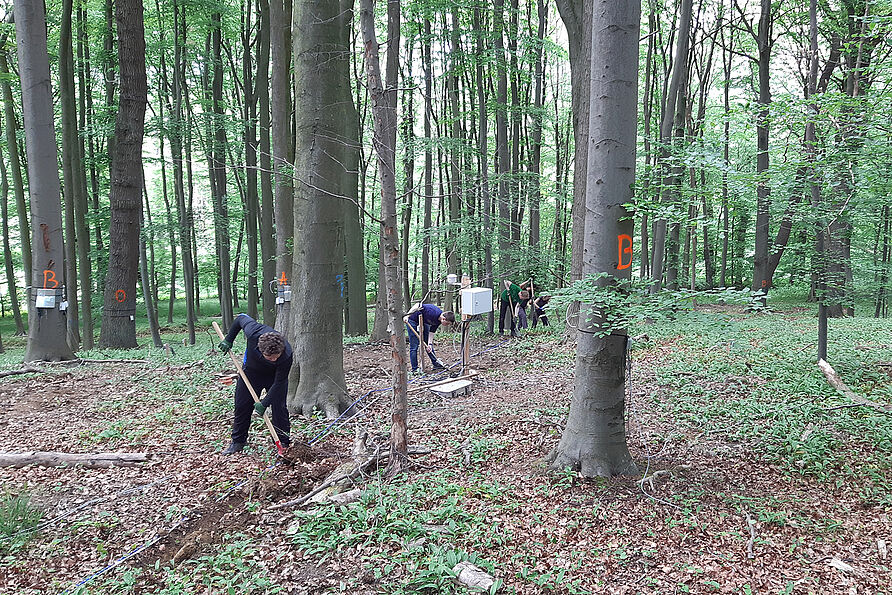 Installation eines 200 Meter langen geoelektrischen Monitoringprofils im Wald. Kabel und Spießelektroden werden im Waldboden eingegraben, um das Dauerexperiment vor Beschädigung – zum Beispiel durch Wildtiere – zu schützen. 