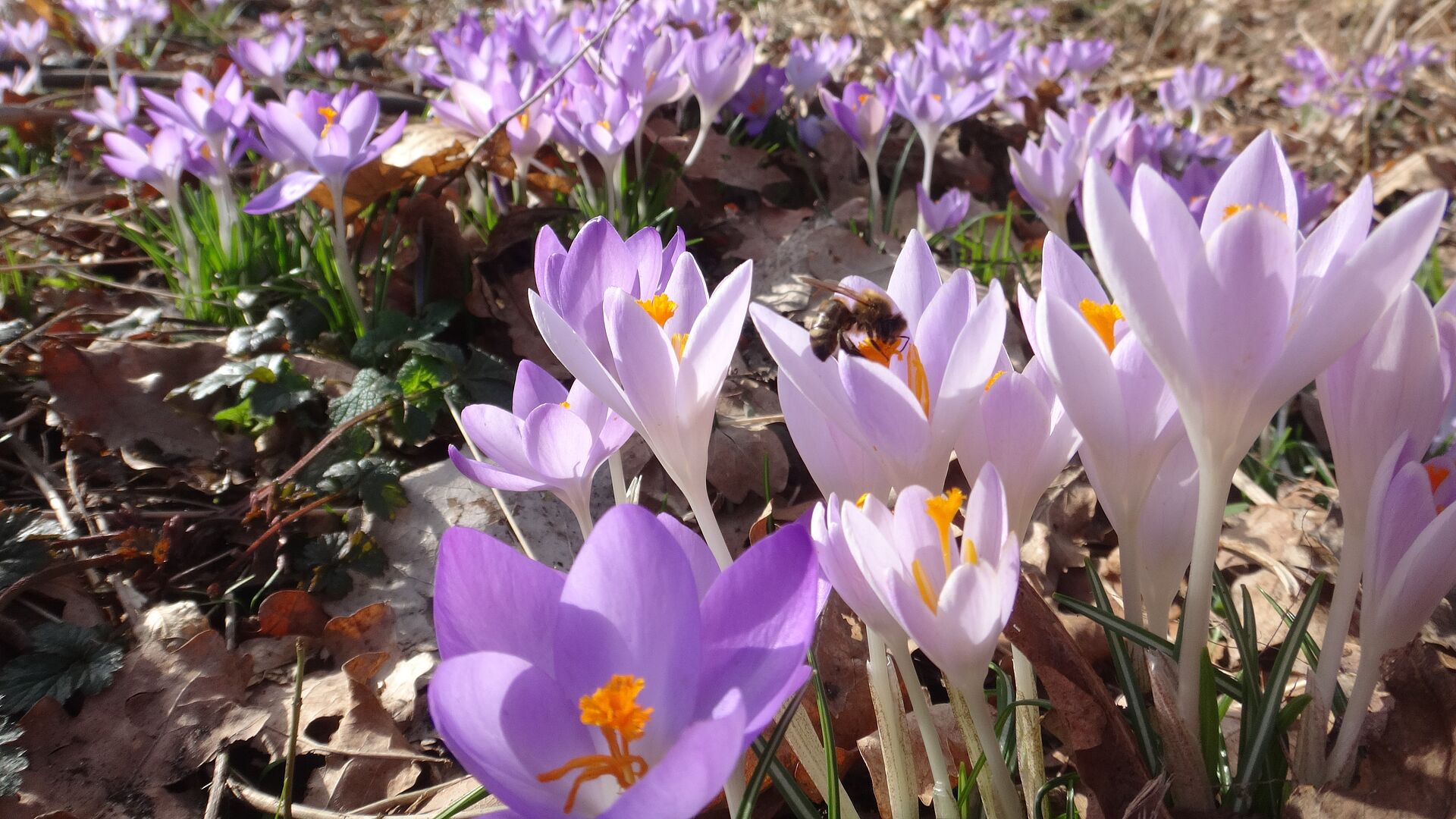 Krokusse im Wald bei Wolfsburg