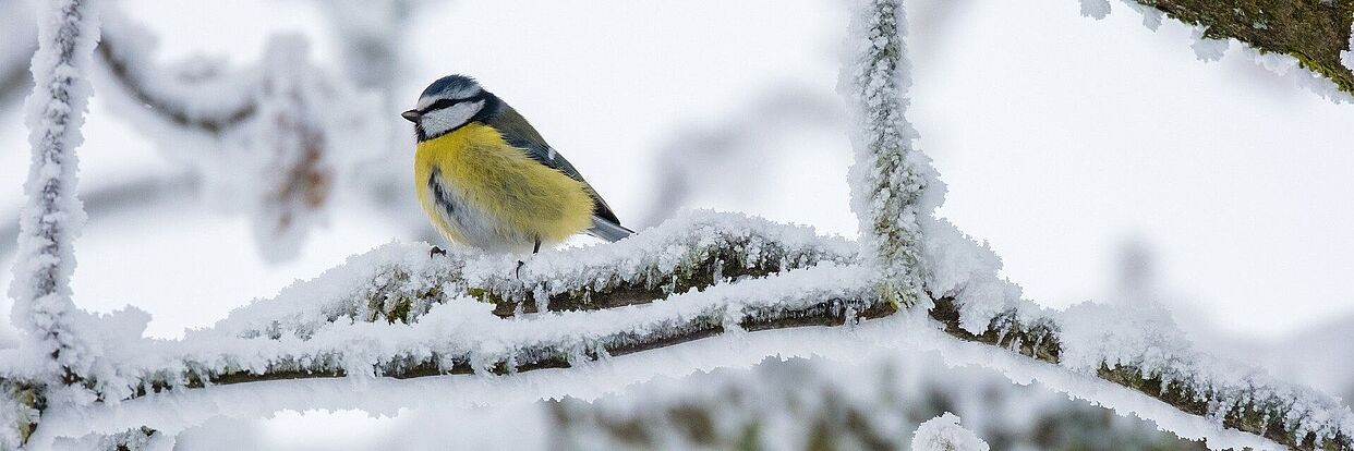 Blaumeise im Winter  