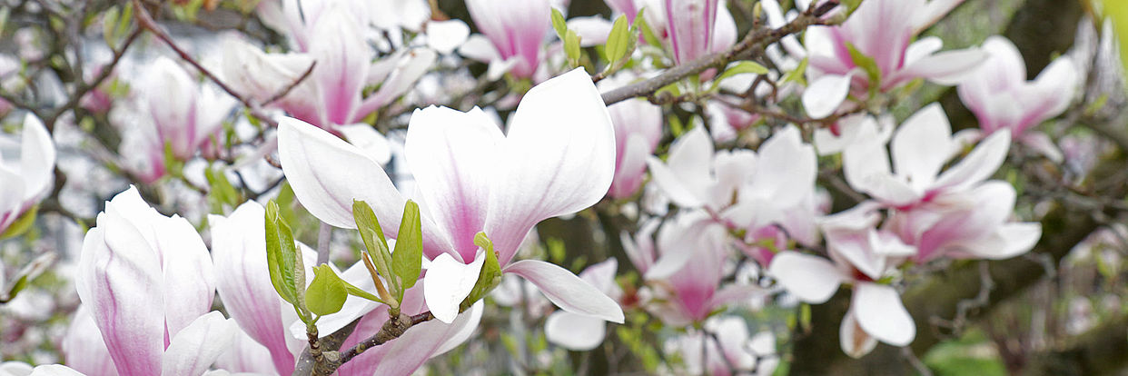 Magnolienblüte im Botanischen Garten 