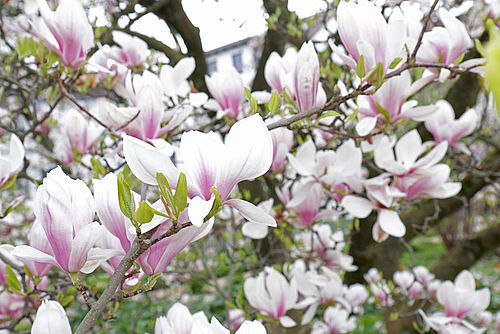 Magnolienblüte im Botanischen Garten