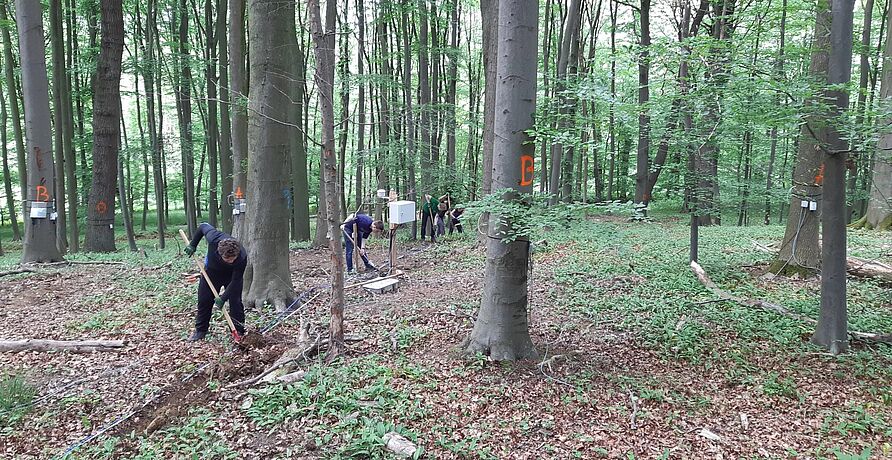 Projektarbeiten im Wald