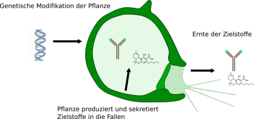 Das Schema einer blasenförmigen Utricularia Falle ist abgebildet. Drei Schritte sind durch ein paar Worte und Pfeilein gekennzeichnet: 1. Genetische Modifikation der Pflanze, 2. Pflanze produziert und sekretiert Zielstoffe in die Fallen, 3. Ernte der Zielstoffe.