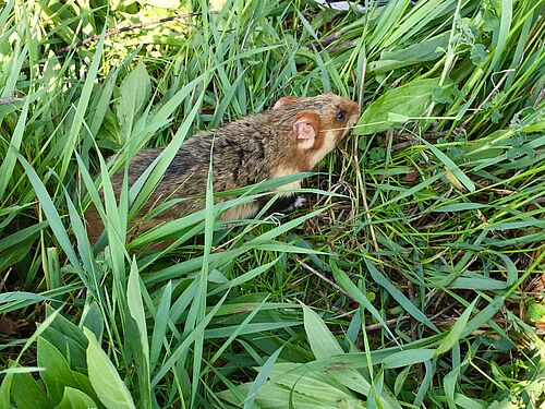 Hamster im Feld