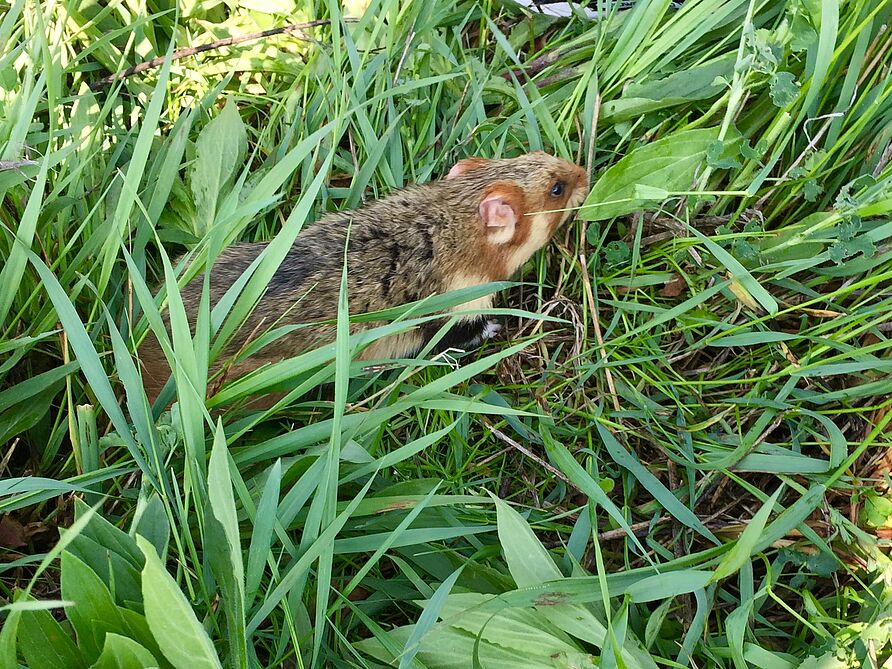 Hamster im Feld