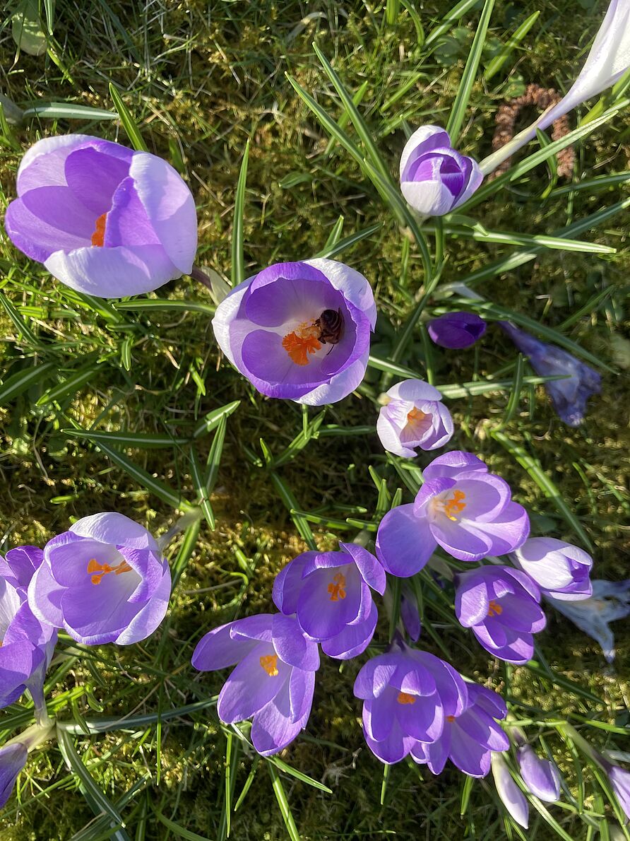 Foto von Krokussen auf einer Wiese