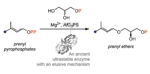 Biocatalytic Ether Lipid Synthesis by an Archaeal Glycerolprenylase