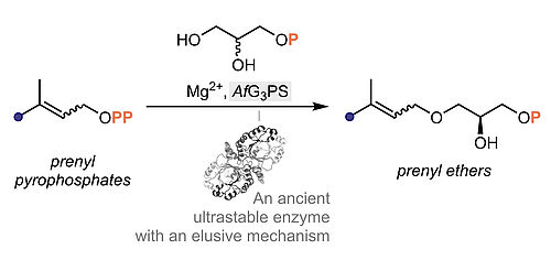 Biocatalytic Ether Lipid Synthesis by an Archaeal Glycerolprenylase