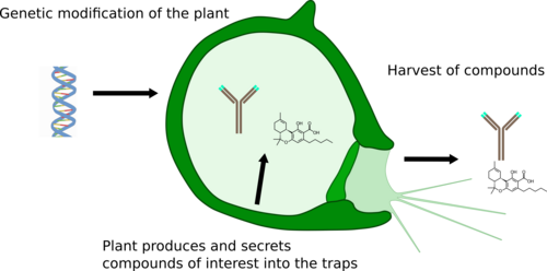 The scheme of a bladder shaped Utricularia trap is shown. Three steps are indicated by a few words and arrows: 1. Genetic modification of the plant, 2. Plant produces and secretes compounds of interest into the traps, 3. Harvest of compounds.