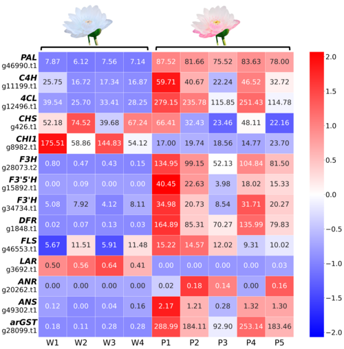 Heat Map: Expression von relevanten Genen für die Anthocyan Biosynthese in Victoria cruziana