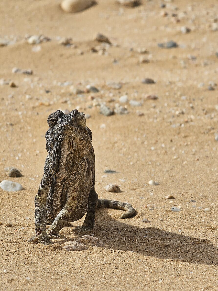 Namibia-Exkursion