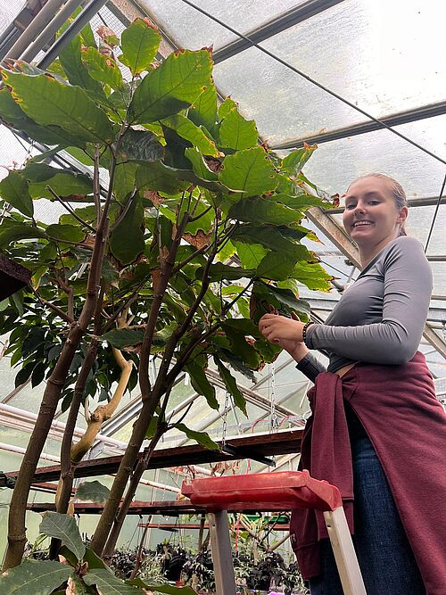 Kiersten harvesting cacao leaves