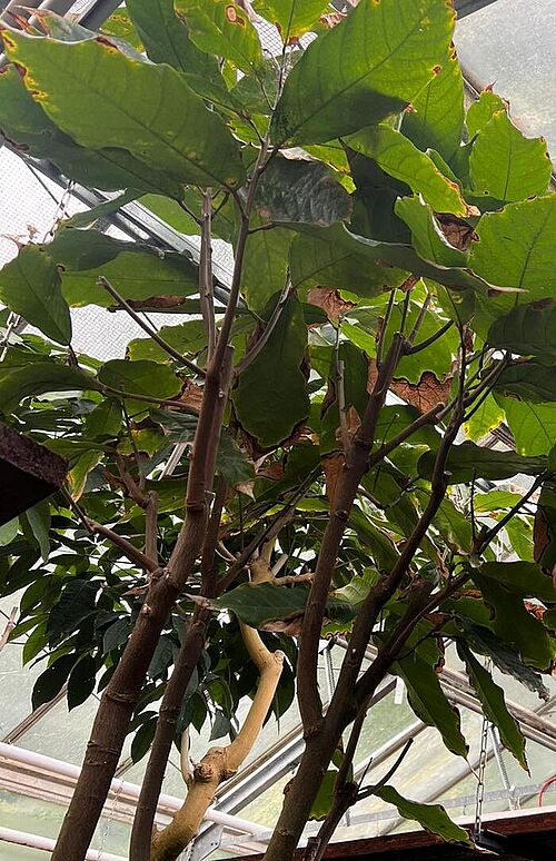 Kiersten harvesting cacao leaves